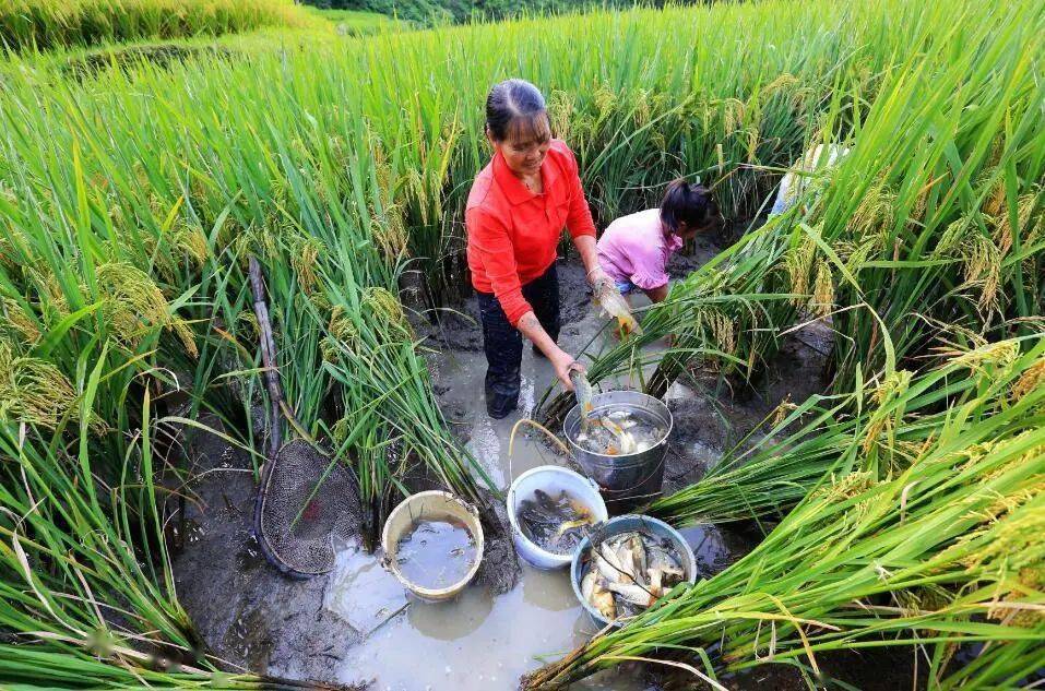 【转载】鱼欢水清 贵州生态渔业两兼得_养殖