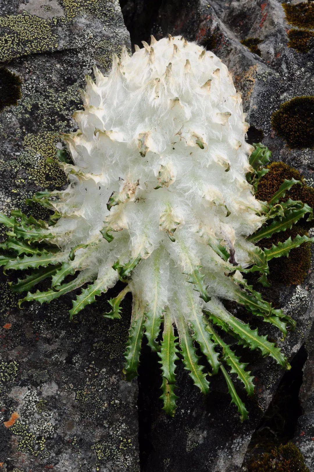 雪兔子:我不能让你长生不老,放过我吧!_植物