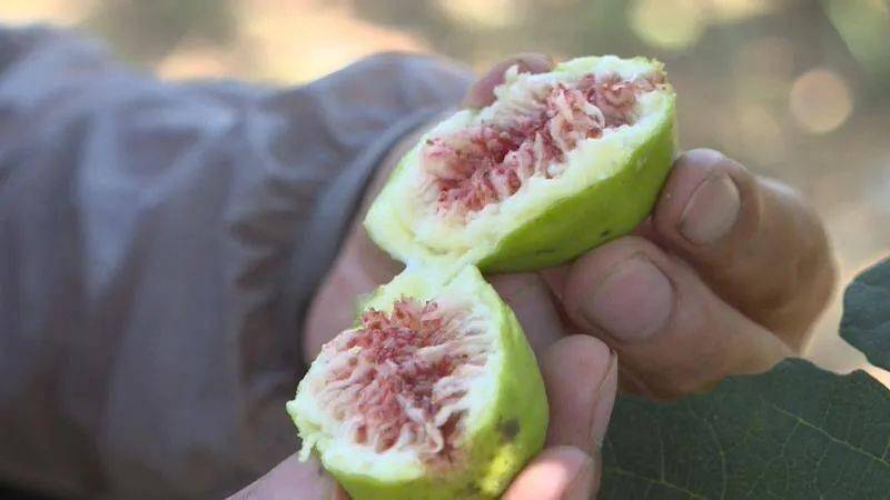 采摘正当时|摘果子啦!菏泽一采摘园的无花果香甜软糯,就好这一口!