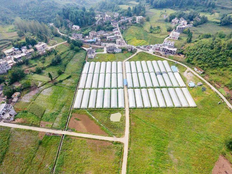 大战一百天打好收官战大方县达溪镇党支部领办合作社强村富民奔小康