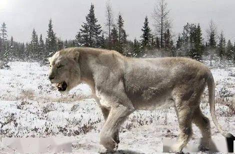 5种战力超群的古生物图3分布于中国35万年前为一方霸主