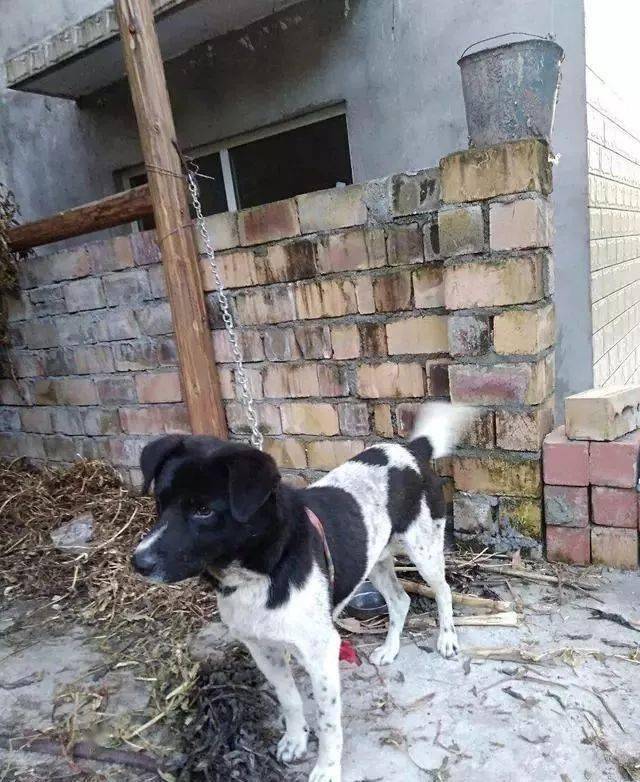 土狗不好吗如今这种稀有中华花斑犬渐渐消亡