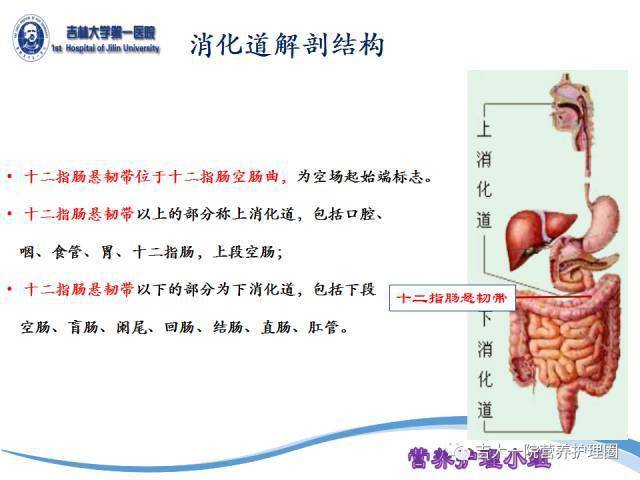 鼻肠管留置的位置如何判定?ppt全告诉你!