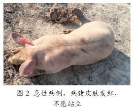 elanco【联合策划】猪传染性胸膜肺炎发病特点及综合防控措施