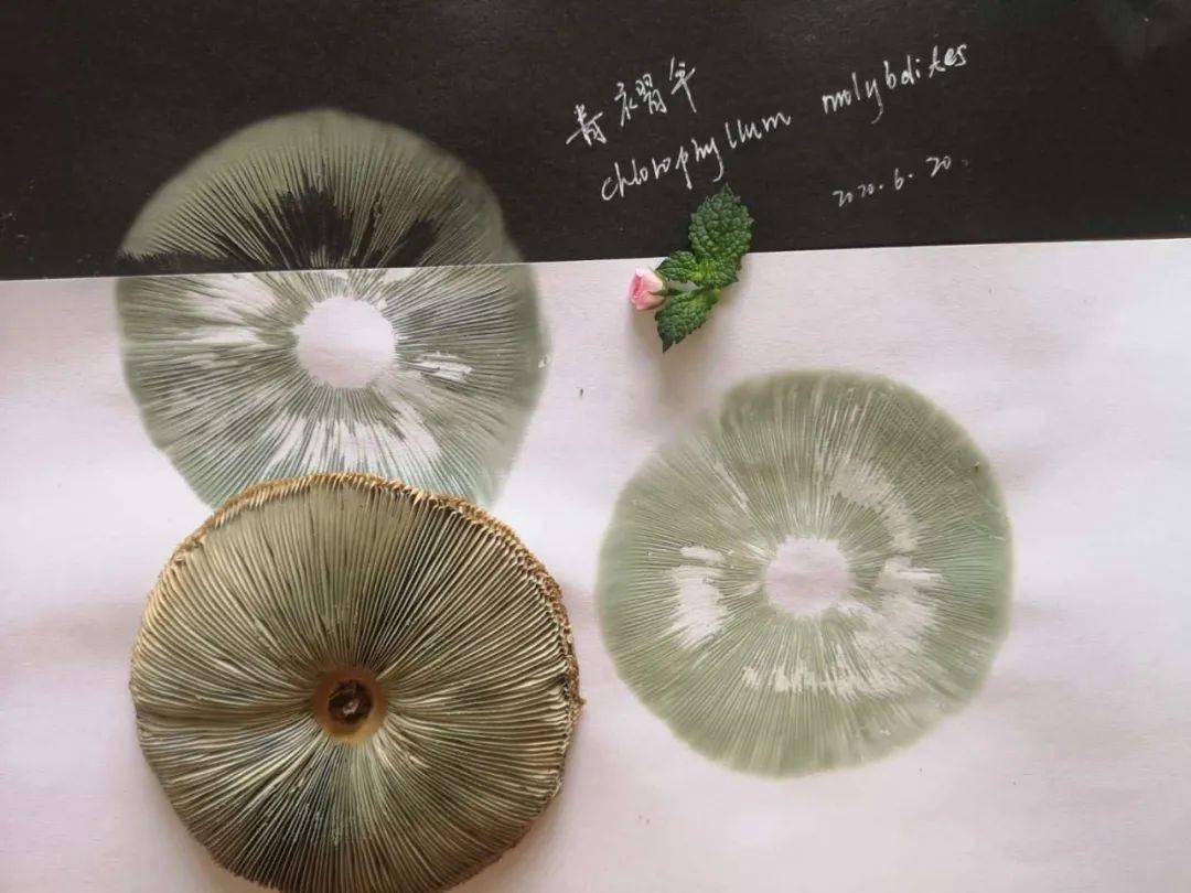 紧急提醒有毒合肥一小区疯长这种白蘑菇