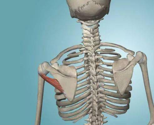 ▼ 特殊检查三:jobe 试验(空罐测试)