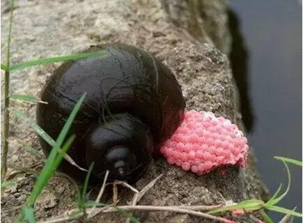 养殖田螺开始盛行!技术简单风险小!