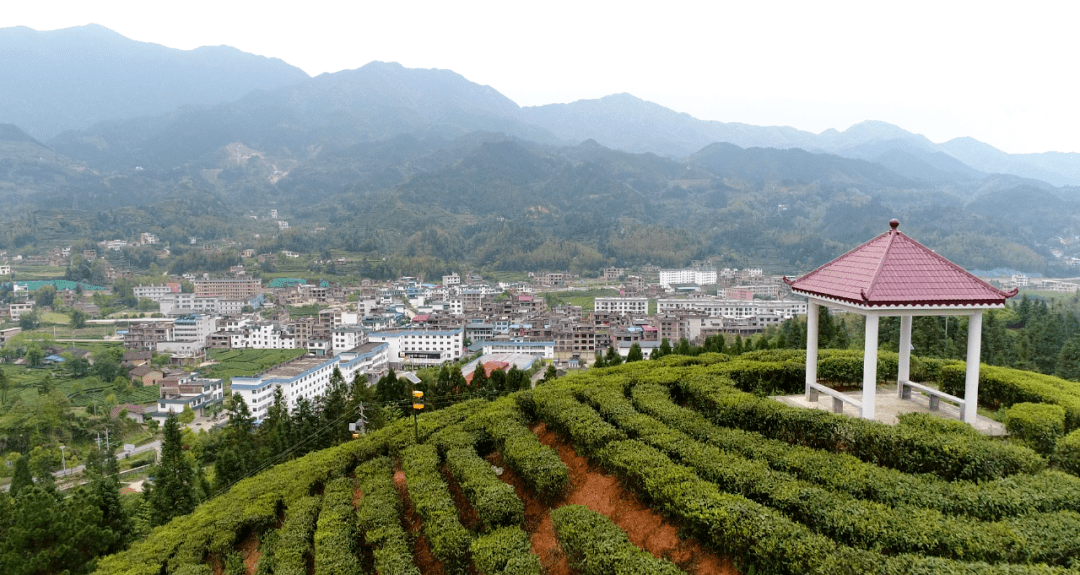 陈英剑,桂东县桥头乡人,生在茶乡长在茶乡的他,自小就有靠茶致富的