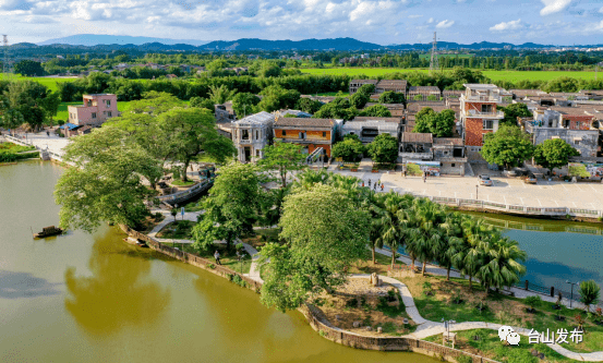 台山水步草坪里又上镜啦!这次是因为.