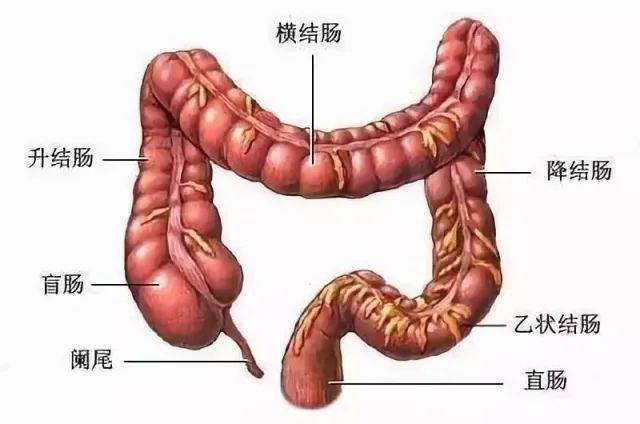 直肠壁结构图片