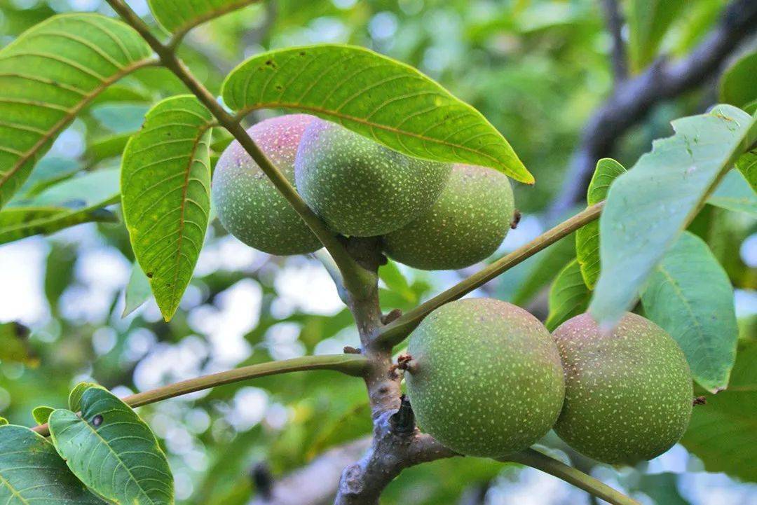 云南昌宁:秋到山村核桃香-腾冲旅游攻略_腾冲旅游必去景点_腾冲租车