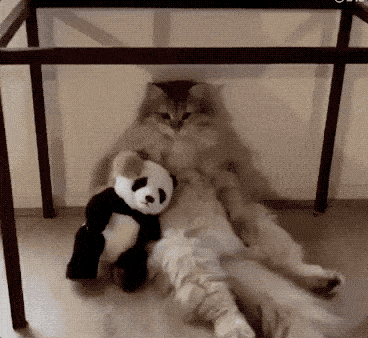 千万不要试图去了解一只小猫咪哈哈哈哈哈哈哈哈哈哈哈哈哈哈哈哈哈