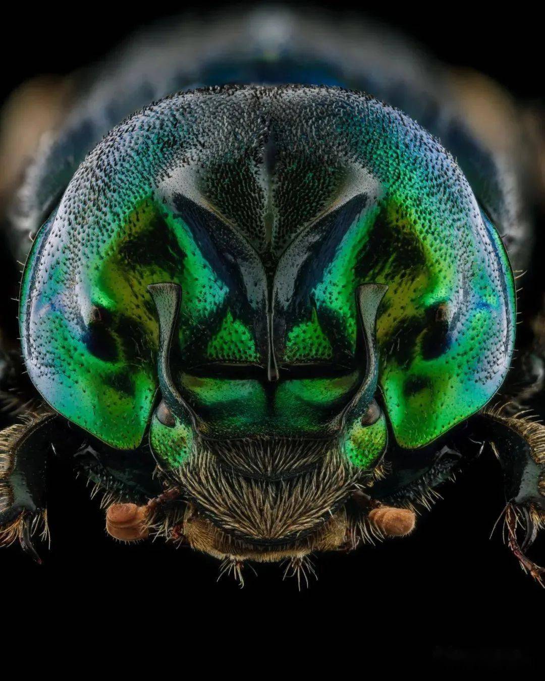 本次拍摄的标本是:金龟子总科scarabaeidae,蜣螂亚科scarabaeinae.
