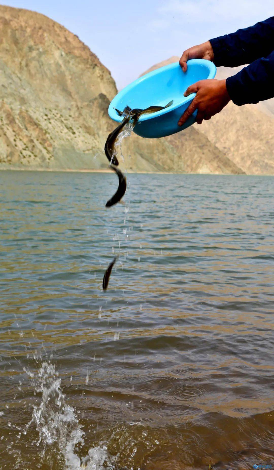 张掖甘州裸鲤跳跃入黑河