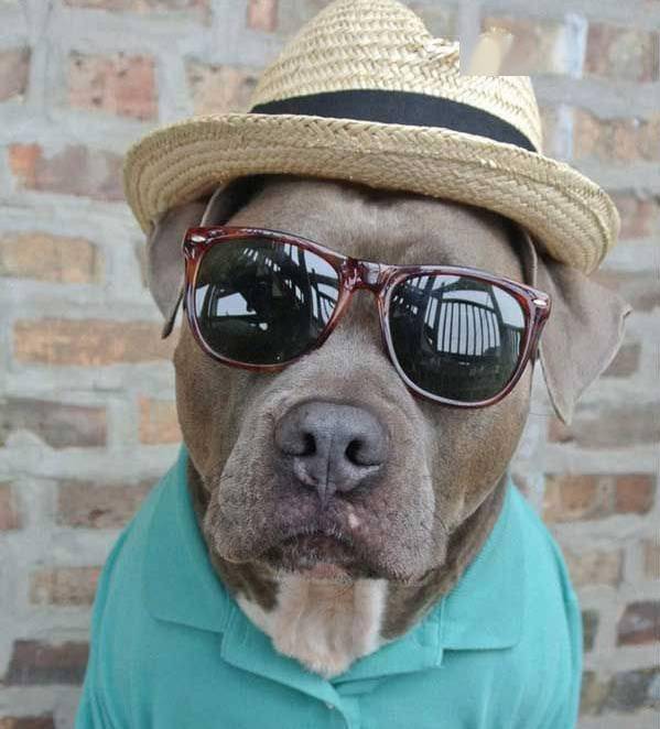 潮!狗狗时髦起来,也就没铲屎官什么事了