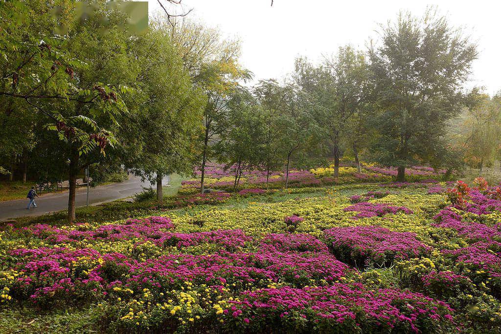 北京:奧森公園局部花海進入盛花期 園內五彩斑斕畫面唯美