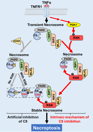 pdk1-rsk信号轴是细胞解除caspase-8对坏死样凋亡抑制作用的内在机制
