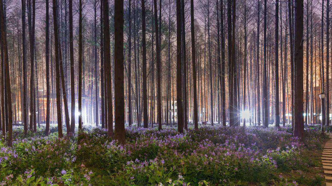 这份南理工最佳游览路线你收藏了吗