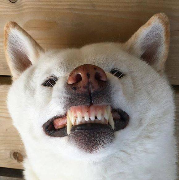 主人专挑丑照发网上白柴我不要面子的吗