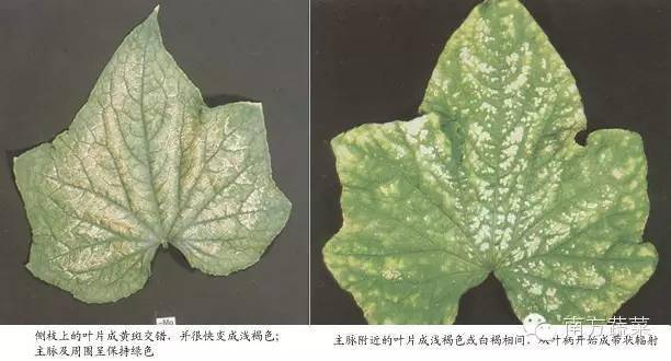 【作物病害】黄瓜缺素症状诊断及防治对策(全)