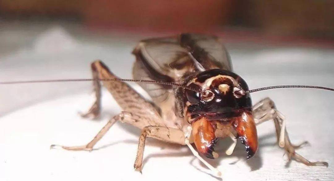 宁阳黑风口左搭淡青红牙