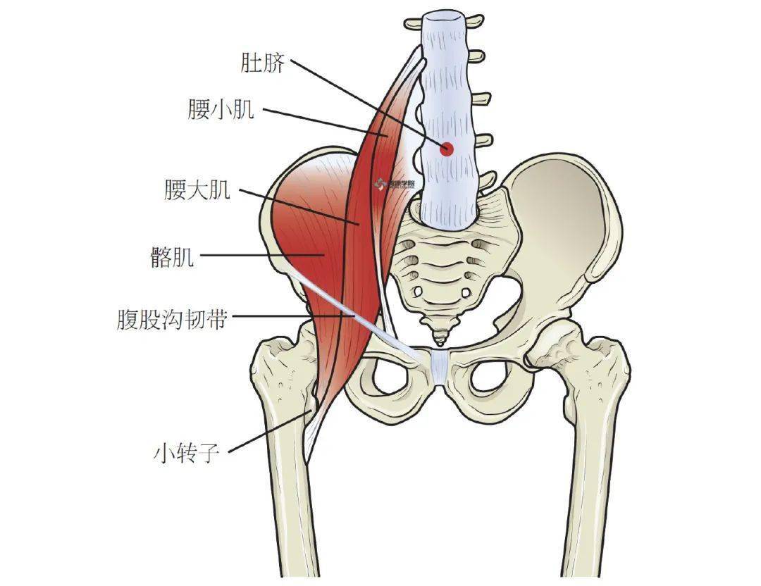 髋骨韧带解剖图图片