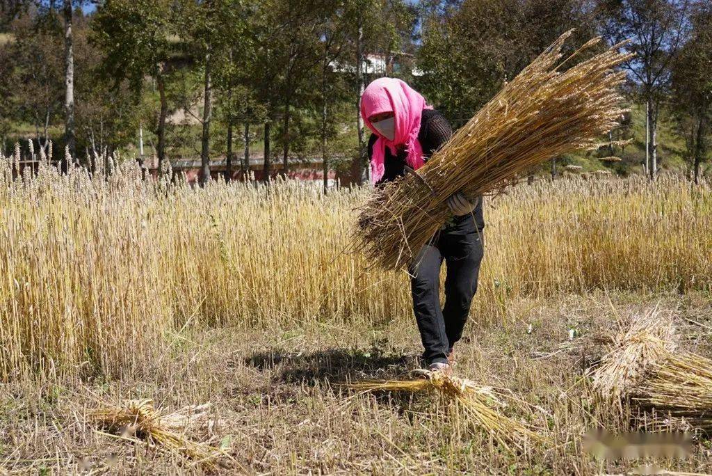 刘德贤摄影中国丰收节青海丰收话金秋