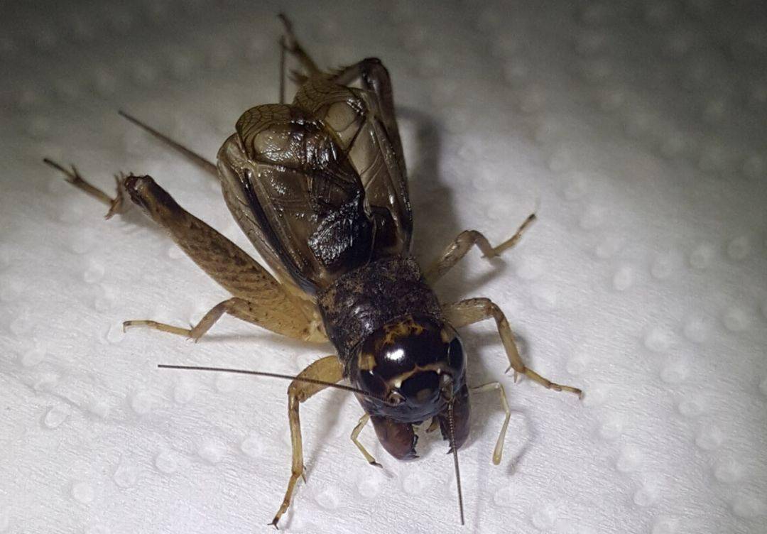 宁阳虎头翅与河北红牙黄