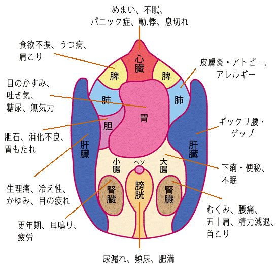 肚脐周围器官图片