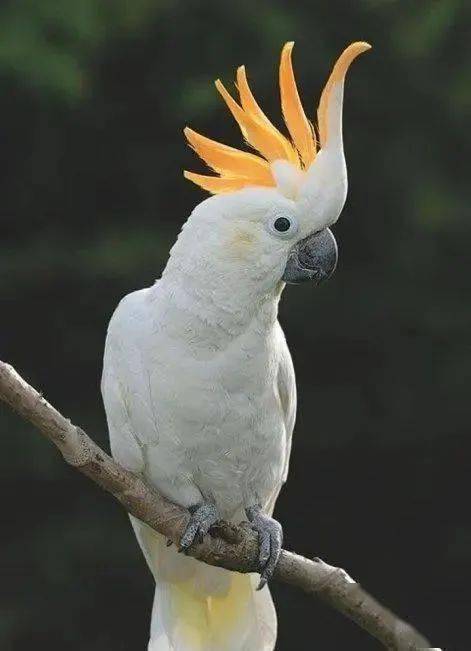 小葵花凤头鹦鹉拥有独特的外表,让我们一眼就能辨认出来它.