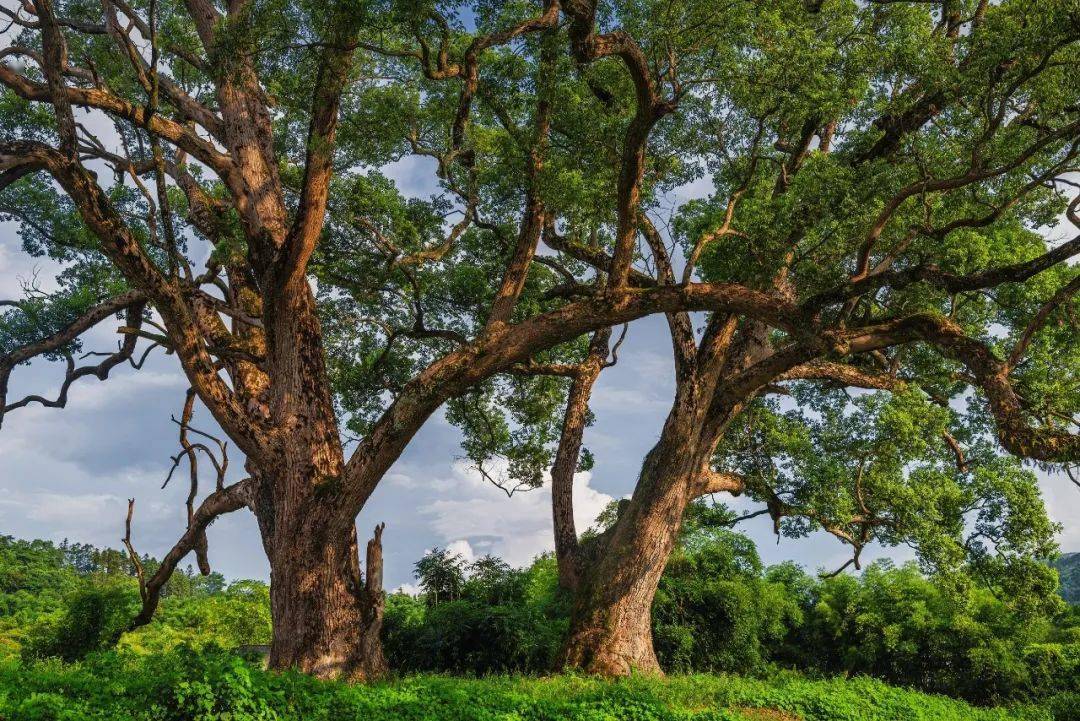 王文明《始兴县太平镇水南村樟树王》丘文《香樟人家》丘文《香樟树下