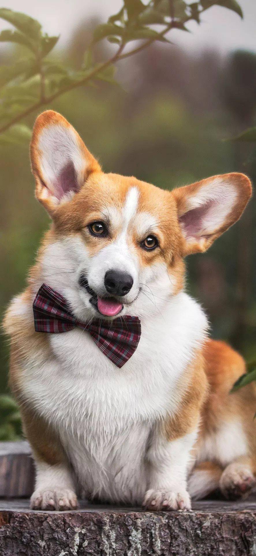 狗狗壁纸高清萌宠狗子壁纸