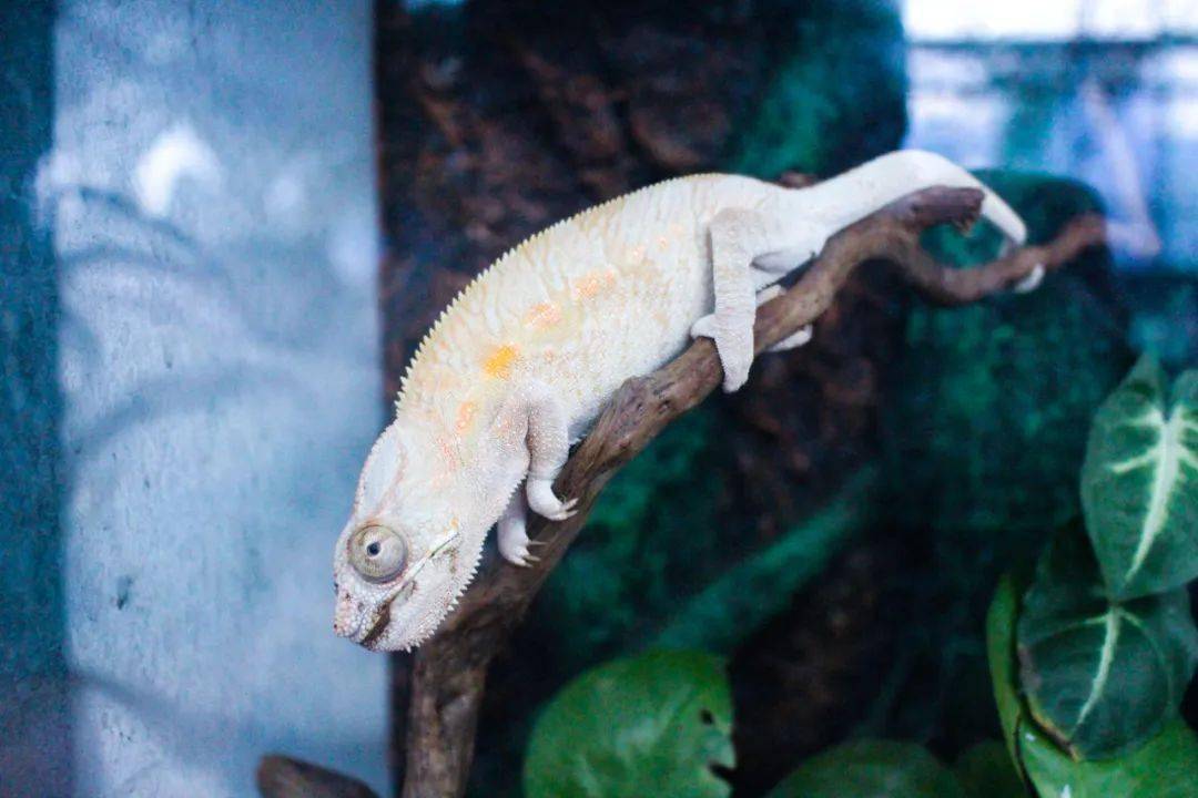 遂溪首家超爽沉浸式萌宠乐园惊现螺岗小镇!还有花式杂技