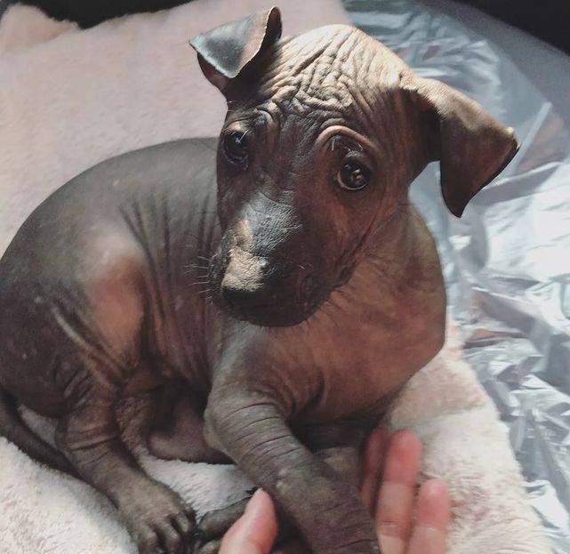 主人晒自家狗狗的照片,网友:这难道不是尊铜像?_piper