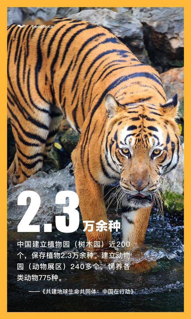 海报数读保护全球生物多样性的中国行动