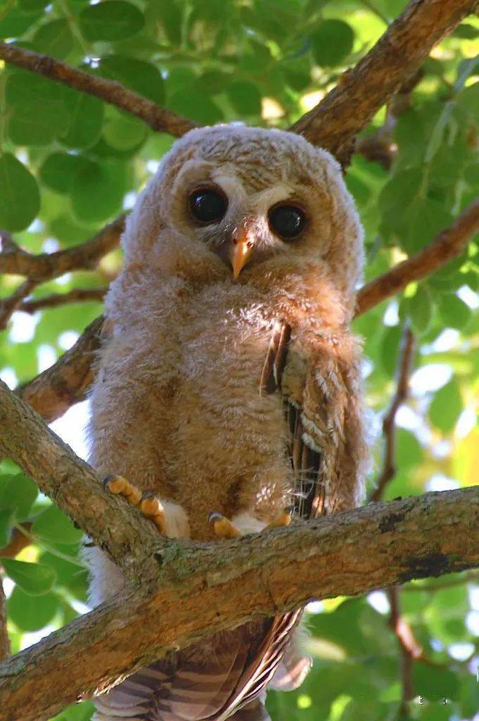 物种图册非洲林 