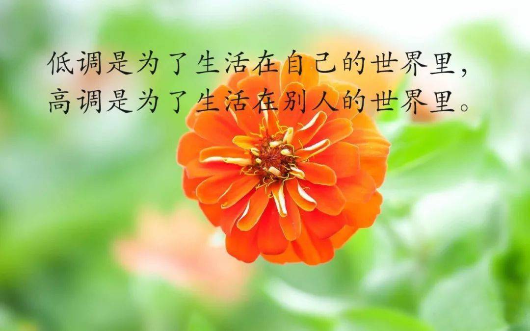 欣赏花草感悟人生(欣赏花草感悟人生作文)