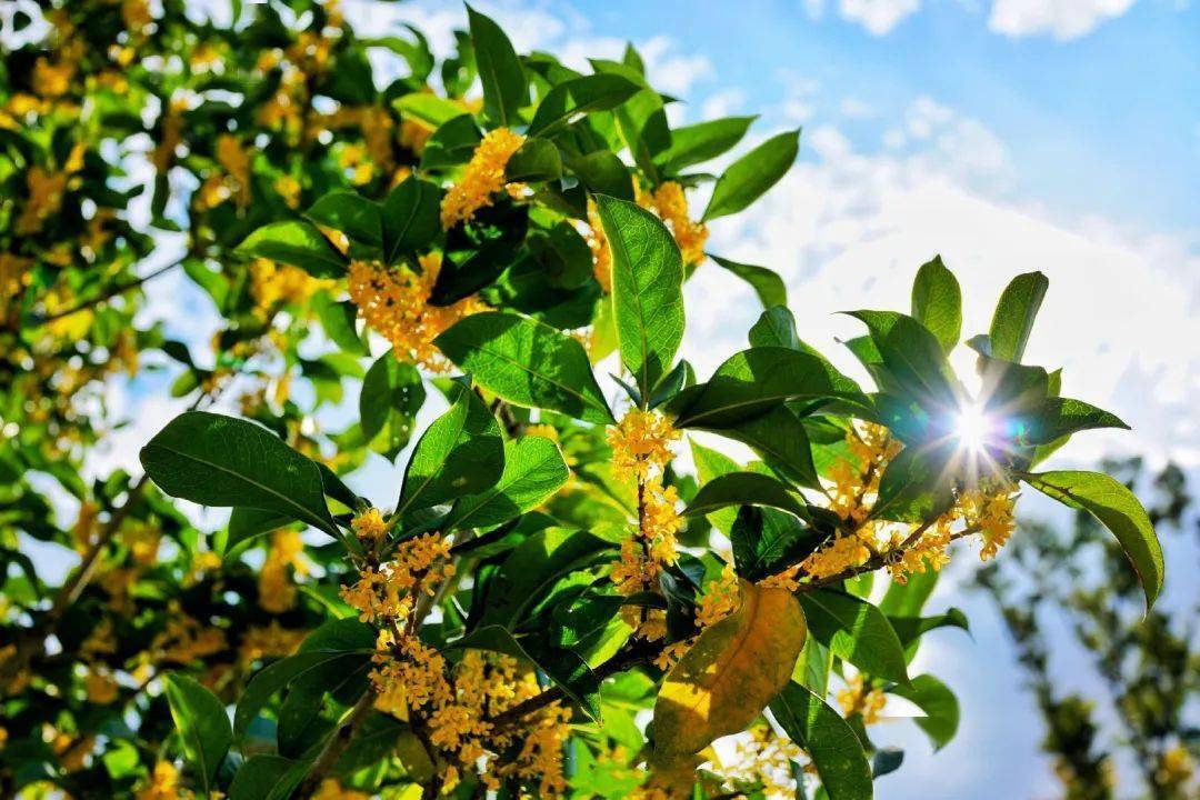 仙霞人,今年中秋赏桂不用出远门,家门口的桂花都开好啦!