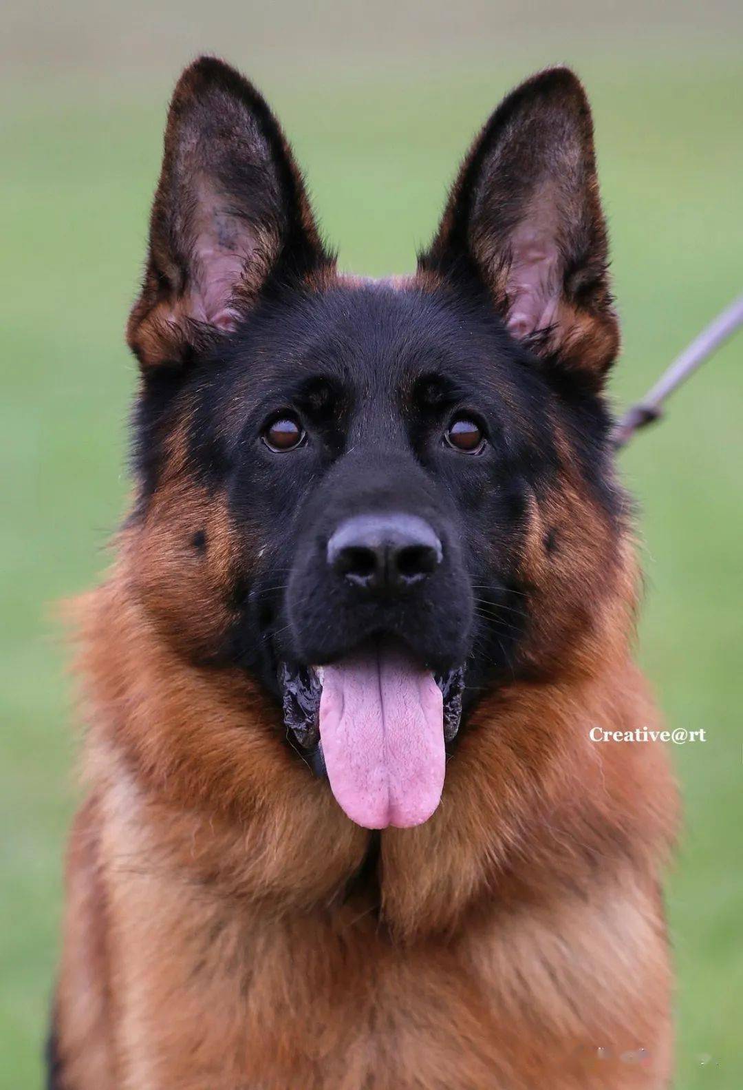 不一样的美hammadbutt英国摄影师镜头下的德牧名犬