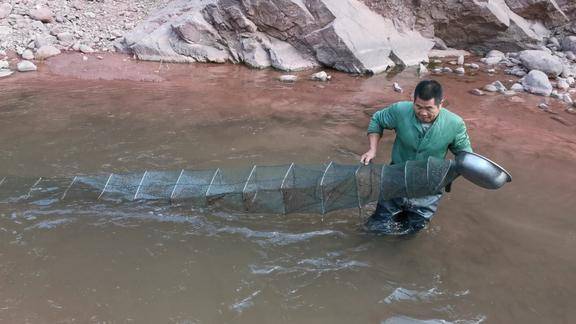 大叔把1斤土豆放在地笼里面诱鱼效果真好抓到2只野生甲鱼