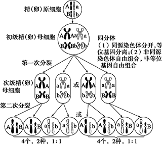 高考热点超详细高考生物中遗传学之基因的自由组合定律高中生必看