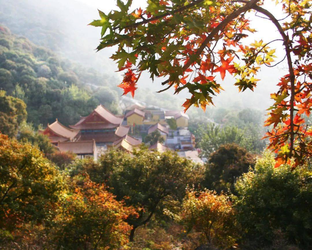 大基山景區萊州大基山古稱掖山,東萊山山體呈半環狀,四周群峰環抱林木