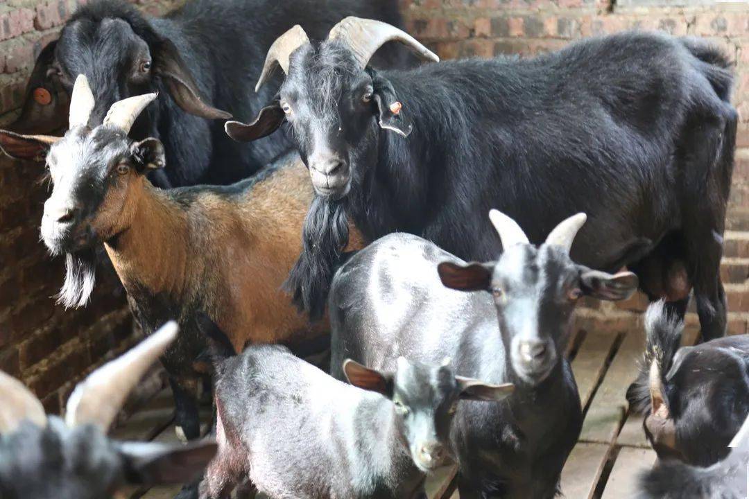 寻味万宁万宁东山羊农庄国庆中秋邀您品尝东山羊