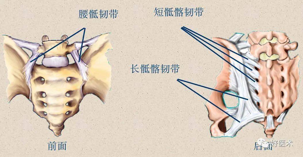 在棘突尖上还有一条上下连续的棘上韧带,在胸,腰,骶部紧贴棘突末端,至
