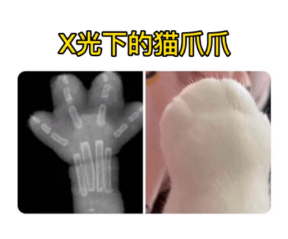 猫咪正常爪子的X光片图片