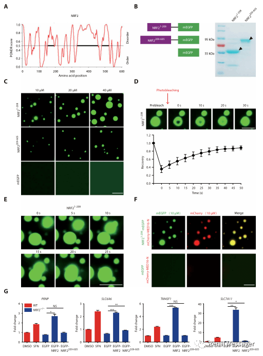 nrf2ameliorates oxidative stress and cystogenesis in autosomal