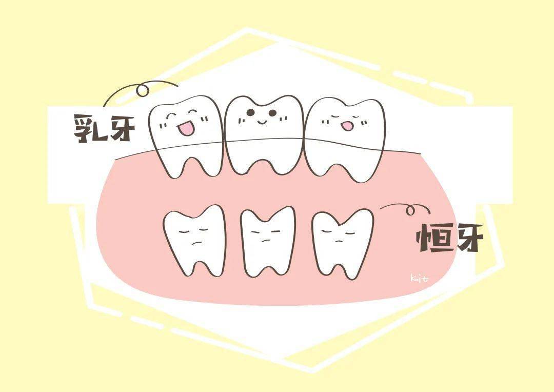 孩子已经九岁,可掉了的牙齿还没长出来,到底是什么原因呢?_恒牙