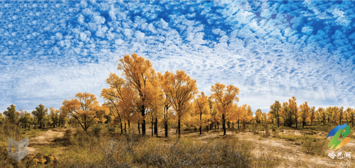 103761假期打卡点哈巴湖的小叶杨已经准备好了