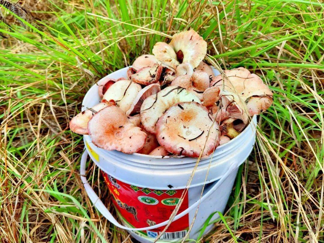 宣威人最后一波野生菌再不去捡就没有啦