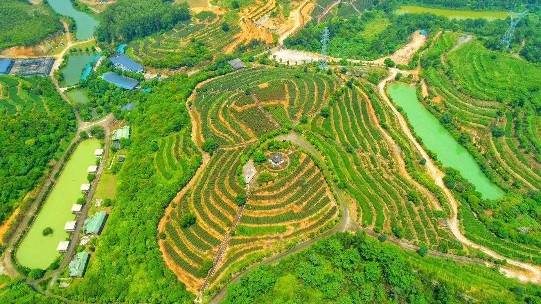 惠州第二批乡村旅游精品线路已就位!绿色骑行,网红民宿,田园采摘.